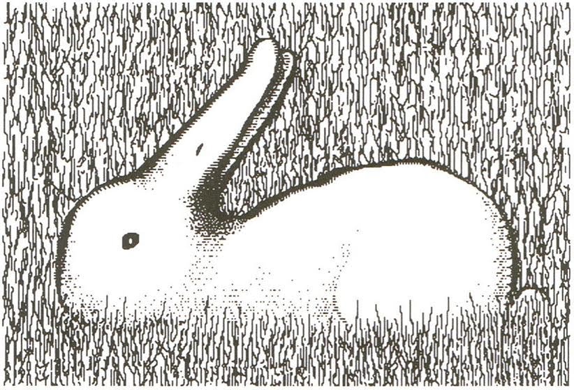 ウサギ/アヒル図形